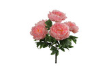 20in Peony Bush x5 - Pink