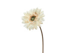 Vintage Gerbera Daisy Stem - Winter White