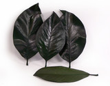 2lb Dried Magnolia Leaves