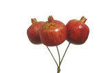 10.5in 30mm Pomegranate x3 Red Yellow (12pk)