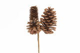 12in Long Pine Cone Pick x3 - Natural