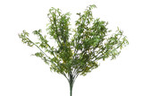 Mini Angel Wing Fern x18 - Waterproof