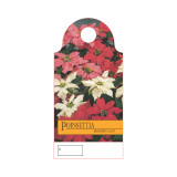 Floral Care Cards (Pack of 100) - Poinsettia