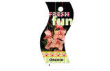 Floral Care Cards (Pack of 100) - Orchid