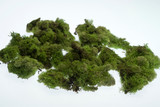4oz Reindeer Moss - Spring Green