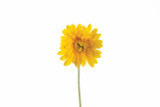 25in Gerbera Stem - Yellow