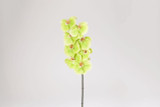 37.5in Phalaenopsis Orchid x8 - Green