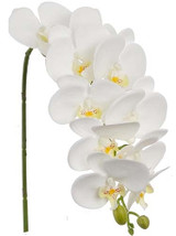 31in Phalaenopsis Stem Orchid - White