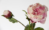 19.5in Peony Open Bud Stem - Pink