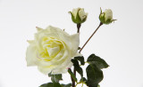 22in Sweet Juliet English Rose - Cream