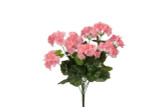 Geranium Bush x12 - Pink