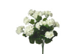 Geranium Bush x12 - White