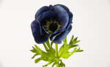 17.5in Natural Touch Poppy Anemone - Blue
