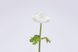 17.5in Natural Touch Poppy Anemone - White