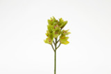 19in Open Cymbidium Bush x9 - Green