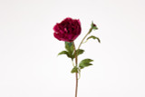 19.5in Open Peony Stem - Fuschsia