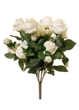Eternity Rose Bush x12 - Cream