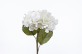 22in Dried Grand Hydrangea Stem - White