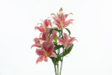 Hybrid Lily Bush x9 - Rhubrum