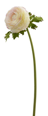 21in Open Ranunculus Stem - Cream