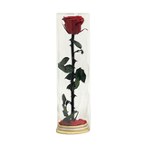 11.5in Tall Preserved Rose in Glass Cloche - Red