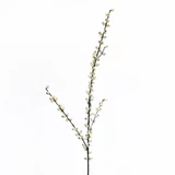 28in Long Hackle Berry Spray X128 - White