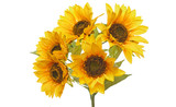 Sunflower Plant x7 - Gold