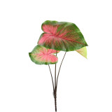 21in Caladium Plant - Green Red