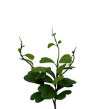 17in Tall Hoya Kerri Bush x3 - Green