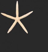 4-5in Starfish - White (Bag of 12)