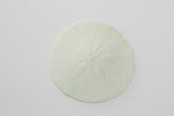3in New England Sand Dollar (Bag of 6)