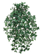 33in English Ivy Bush x15