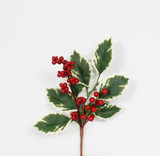 8in Variegated Holly Berry Spray