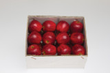 42mm Country Apple on Wire - Red Green (24pk)