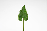 35.5in Calla Lily Leaf