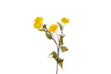 26in Zinnia - Yellow Gold