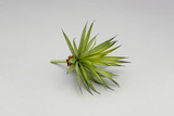 8in PE Pineapple Succulent Pick - Green