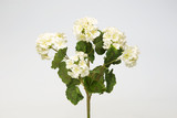 Geranium Plant x7 - White