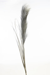 42in Metallic Pampas Grass Stem - Silver