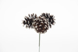 2in Pine Cones Pick x3 - White Tip (72pk)