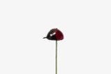 0.75in Ladybug on Pick with 2.5in Wire - Red/Black (72pk)