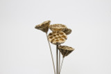 2-3in Lotus Pod on 18in Stem - Gold (5pk)