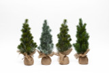 16in Mini PE Pine Trees with Burlap Base in Tray (Set of 4)