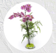 Sessions with Suzanne ep. 27