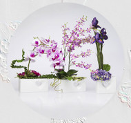 Sessions with Suzanne, ep. 12