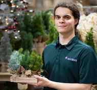 Staff Picks: Mini Pine Tree, Asst.