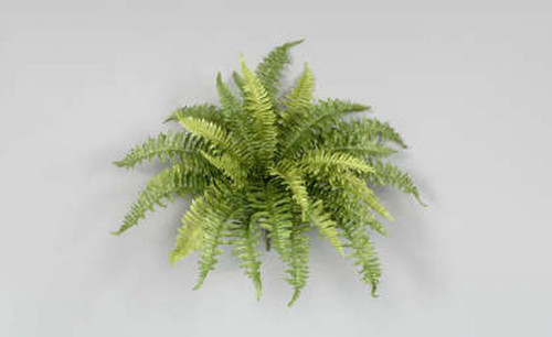 24in Boston Fern Bush