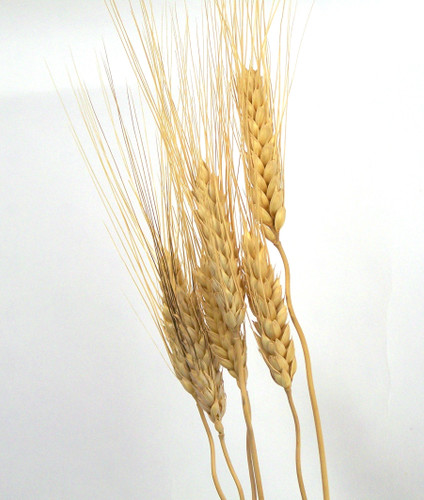 Bleached Bunny Tails - Natural