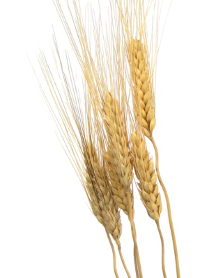 Bleached Bunny Tails - Natural