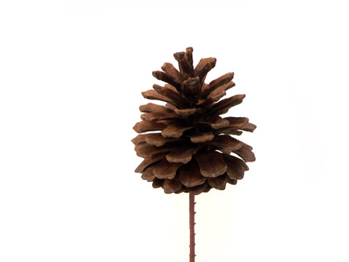 Bulk Pine Cone Picks (144pk)